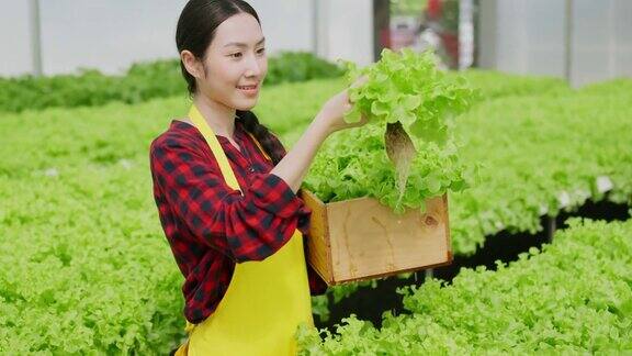 亚洲小业主温室水培农场业主手握新鲜蔬菜收获绿色产品以愉悦和幸福的理念种植有机蔬菜和健康食品