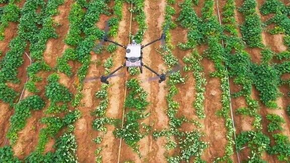 无人机在山药田里喷洒肥料前检查区域