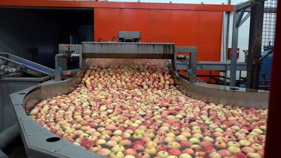 食品加工厂内部苹果漂浮在水槽输送机中清洗和运输