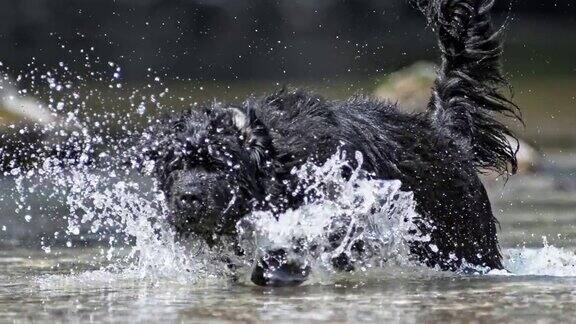阳光明媚的日子里纽芬兰狗在水中奔跑