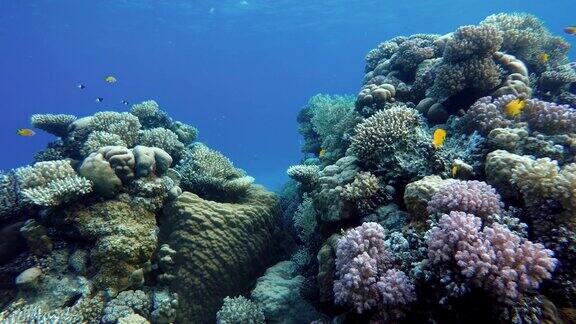 珊瑚礁和美丽的鱼海洋中的水下生物珊瑚礁和美丽的鱼