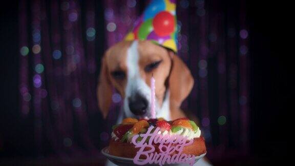 4k生日比格犬吃蛋糕和蜡烛
