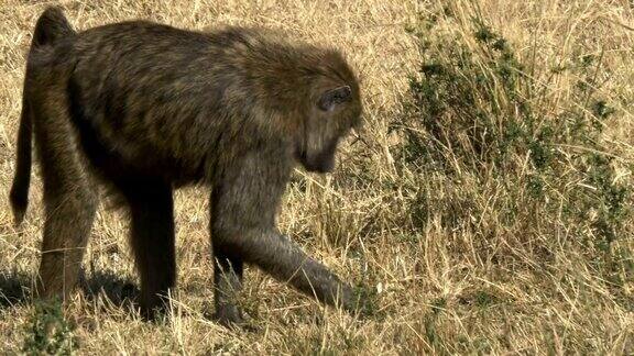 肯尼亚马赛马拉一只觅食狒狒的跟踪镜头