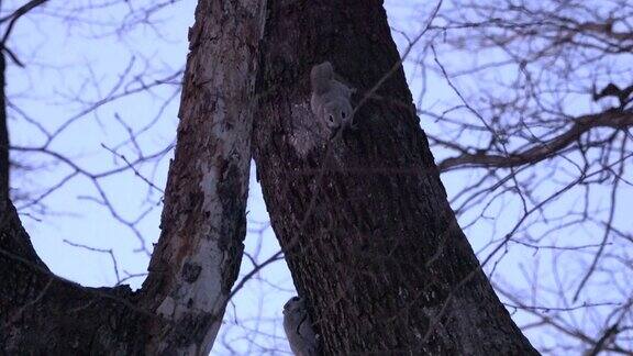西伯利亚鼯鼠在树的表面上互相追逐