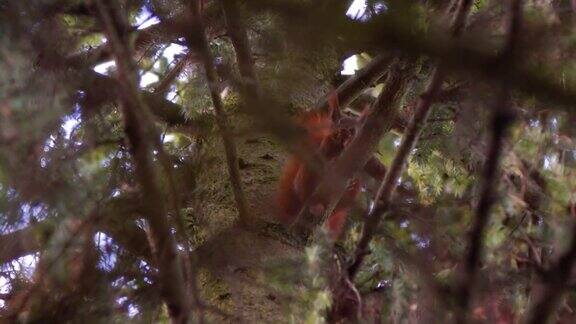 可爱的松鼠在吃树枝上的坚果