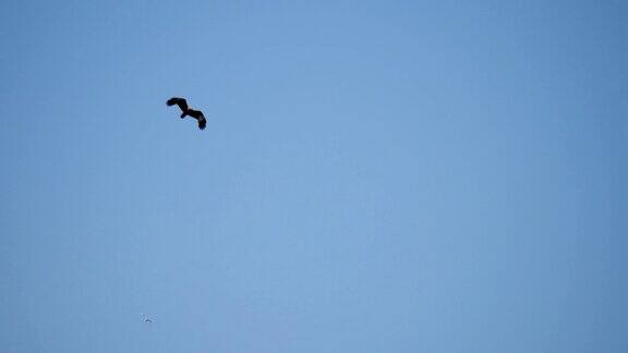 一只黑色的风筝在蓝天上飞翔