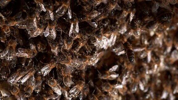 欧洲蜜蜂意大利蜜蜂野光黑蜂诺曼底蜂巢实时4K