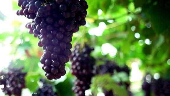 屠:葡萄园里的红葡萄