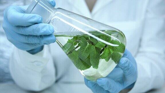 在实验室的玻璃烧瓶中种植植物蓝色的医用手套