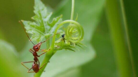 藤蔓上的红蚂蚁