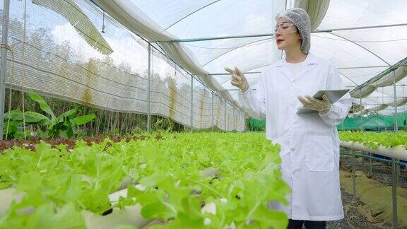 亚洲女性科学家们利用设备和数码平板电脑在温室实验中对水培有机蔬菜实验的质量和数量进行检查