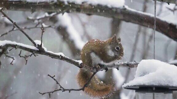 下雪时吃东西的红松鼠