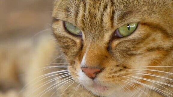 特写的棕色虎斑猫与绿色的眼睛
