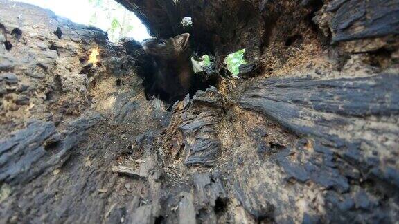 老树上的黑貂