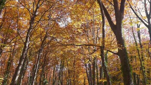 秋天森林里的落叶