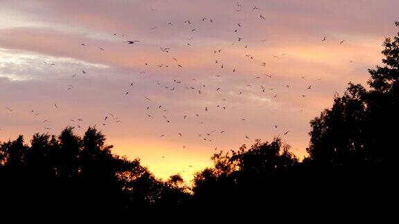 傍晚天空中受惊的鸟群