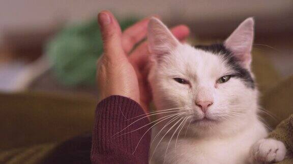 女人抚摸着躺在她怀里的可爱的猫