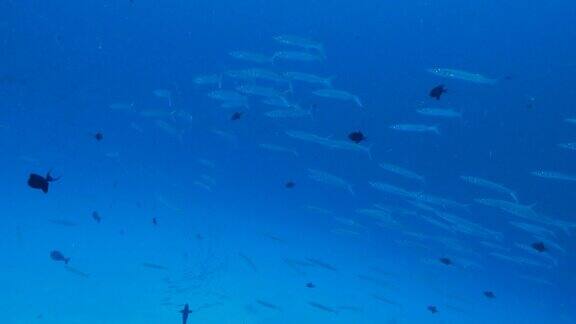 成群结队的黑鳍梭鱼