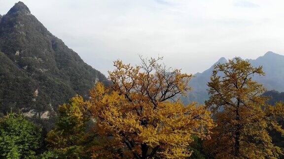 美丽的风景武当山中国湖北省