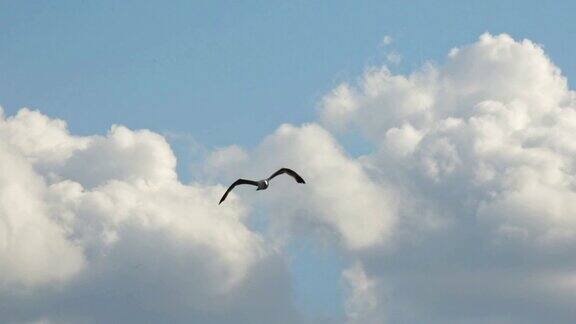 一只海鸥飞行16、海鸥在蓝天飞翔4k手扶徒步