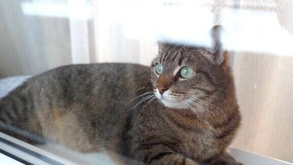猫躺在窗台上在家庭环境中坐在窗户上