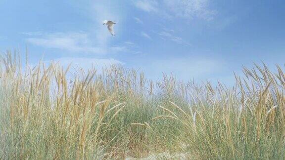 海鸥在玛拉姆草地上飞翔DS