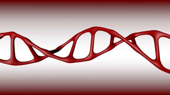 染色体的DNA
