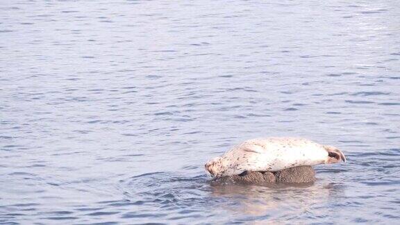 野生斑海豹在岩石上睡觉太平洋港海狮休息加州