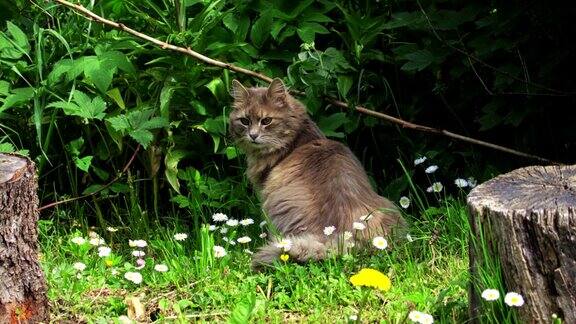 夏天草地上的灰猫