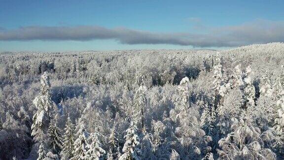 在寒冷的冬天在史诗般的冰雪覆盖的森林上空飞行
