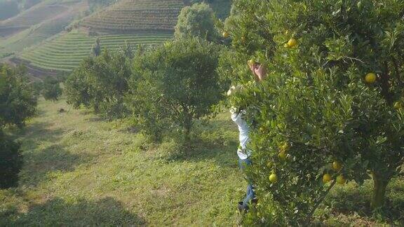 亚洲妇女园丁采摘橙子与剪刀在橘子田花园在早上的时间