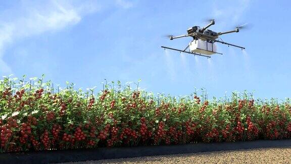 无人机喷肥番茄园智慧农业创新农业科技