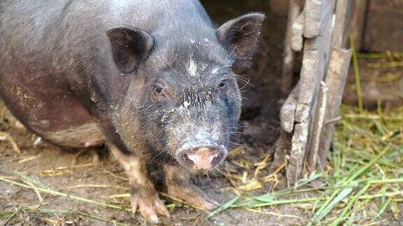 农场笼子里的越南黑猪