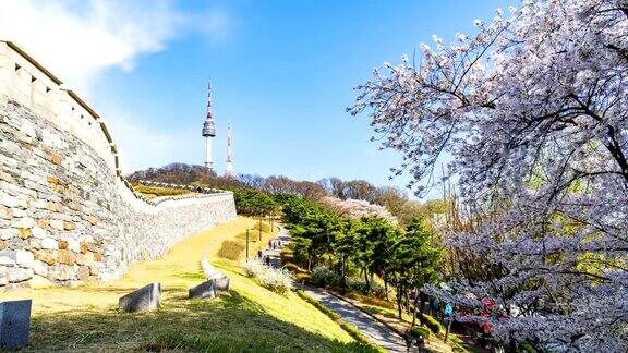 韩国首尔的春天樱花盛开