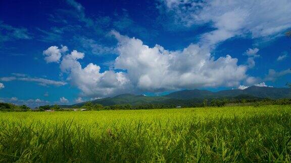 云朵飘过泰国的绿色稻田