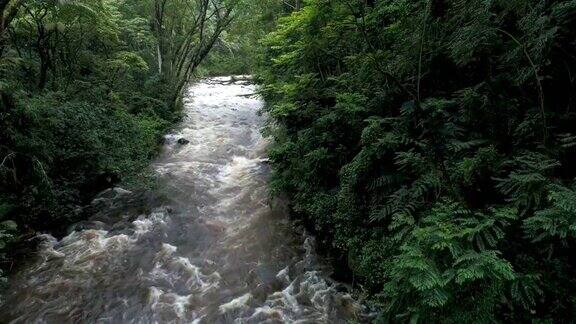 森林中的天然溪流:夏威夷