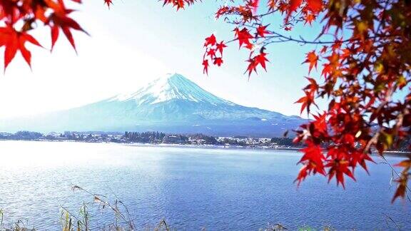 鹤在日本山梨河口湖的koyo秋天拍摄藤山