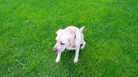 一只白色的拉布拉多猎犬坐在草地上