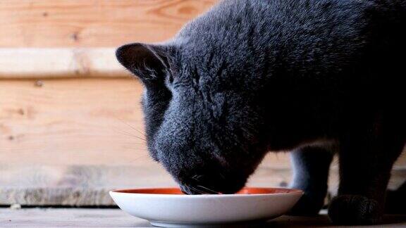 一只英国猫在木头背景上吃着碗里的湿食物