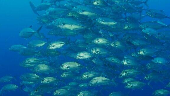 特雷维利杰克鱼在海底成群
