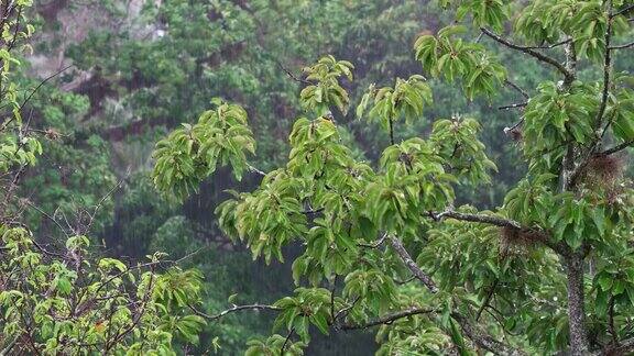 坏天气暴雨和强风落在树上