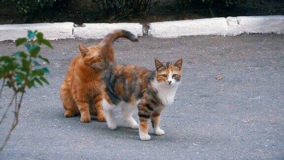 无家可归的三月红猫和三色猫在城市公园