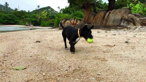 一只小狗在沙滩上玩网球
