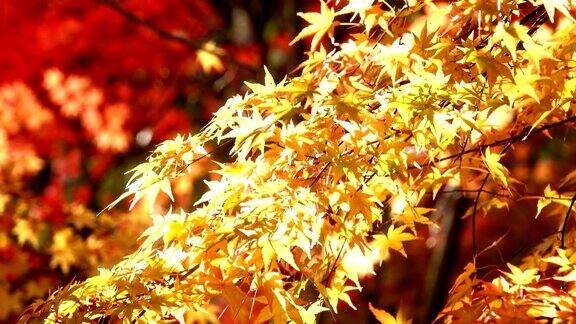 秋天风吹落叶颜色变化