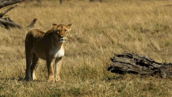 肯尼亚马赛马拉国家公园的一只站立的狮子