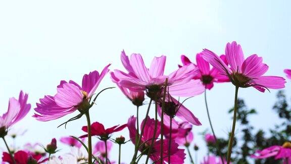美丽的粉红色宇宙花与蓝天背景