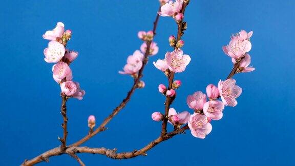 桃树开花的树枝