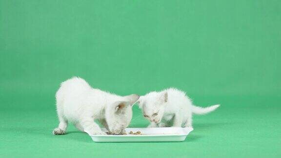 绿色屏幕上两只白色小猫正在吃东西