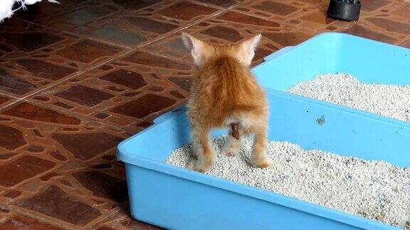 猫被丢弃在猫砂盒里