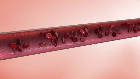 血液细胞在静脉中的循环